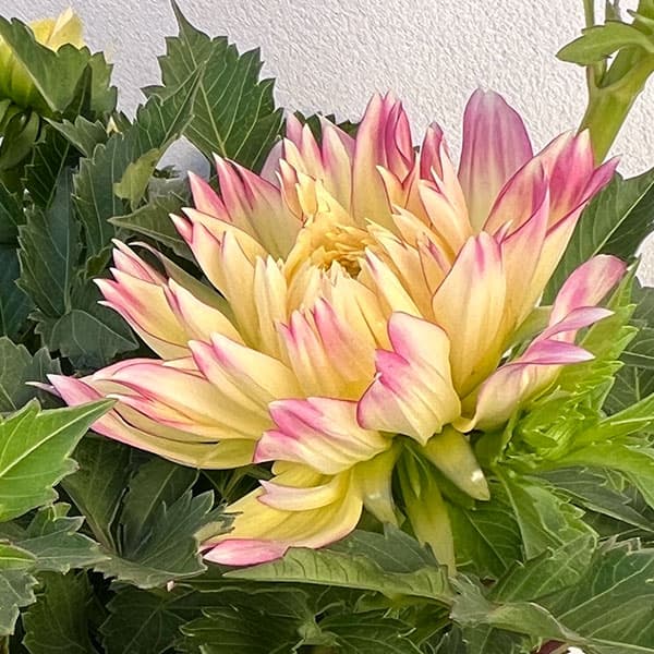 ダリア:恋の予感5号鉢植え