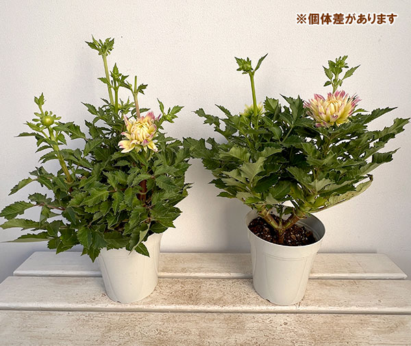 ダリア:恋の予感5号鉢植え