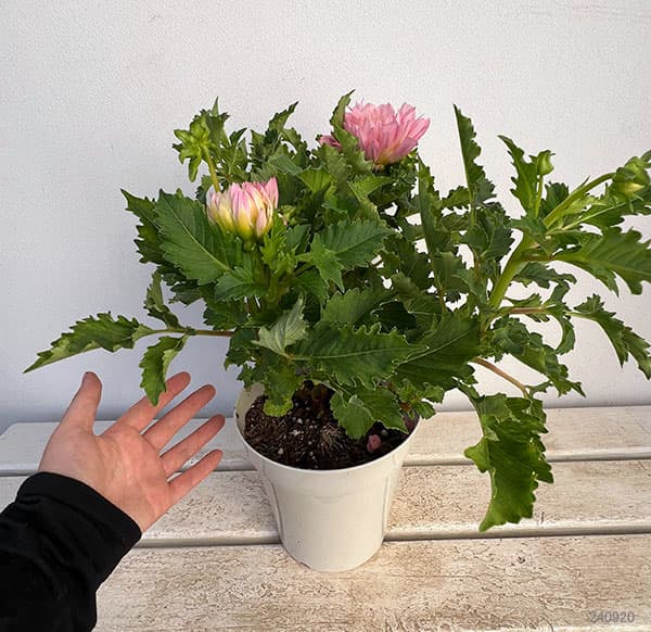 ダリア:エオナG 5号鉢植え