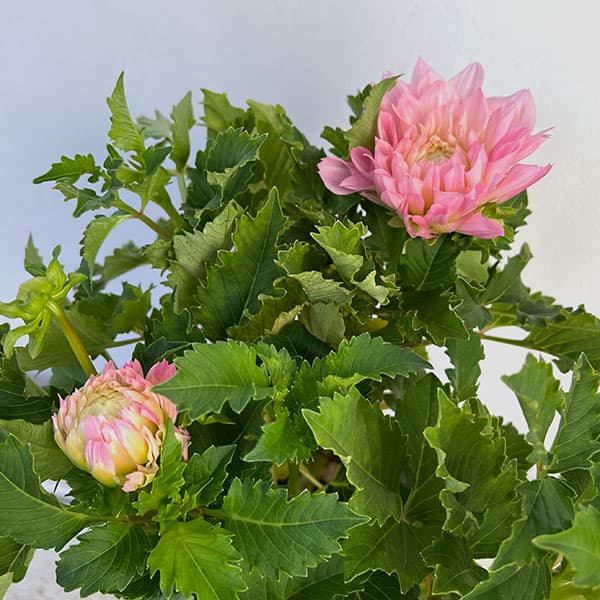 ダリア:エオナG 5号鉢植え