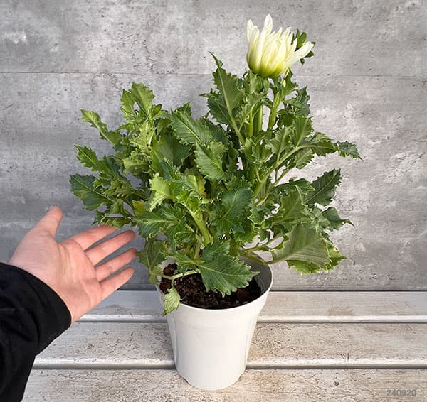 ダリア:樹氷5号鉢植え