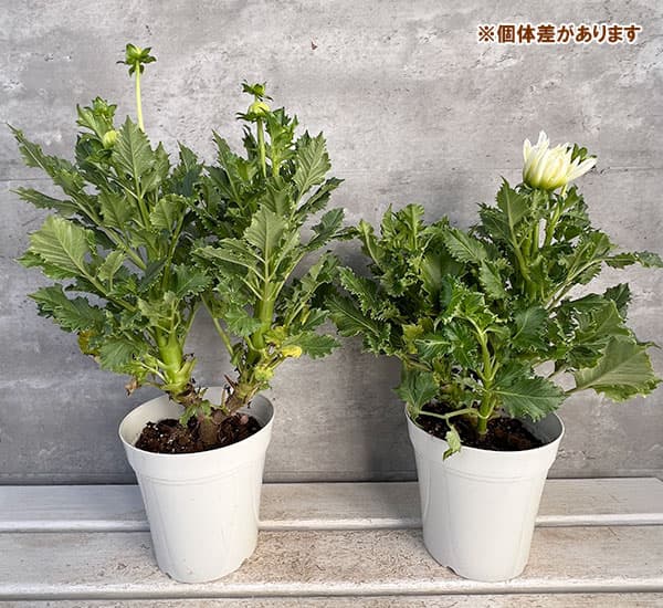 ダリア:樹氷5号鉢植え