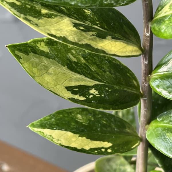 ザミオクルカス：ザミーフォリア（斑入り）　4号26-01