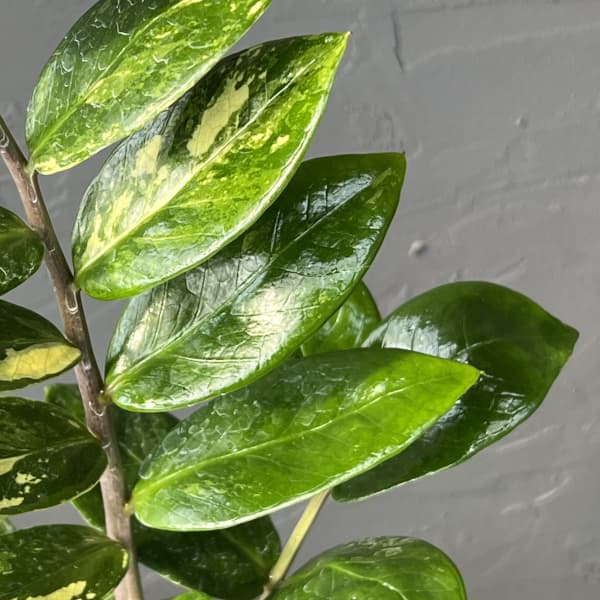 ザミオクルカス：ザミーフォリア（斑入り）　4号26-01