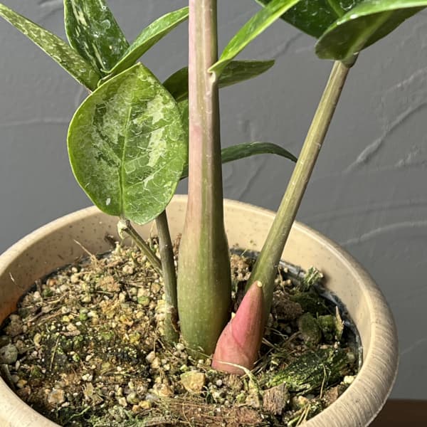 ザミオクルカス：ザミーフォリア（斑入り）　4号26-01