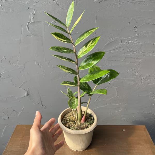 ザミオクルカス：ザミーフォリア（斑入り）　4号26-01