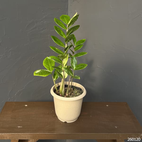 ザミオクルカス：ザミーフォリア（斑入り）　4号26-02