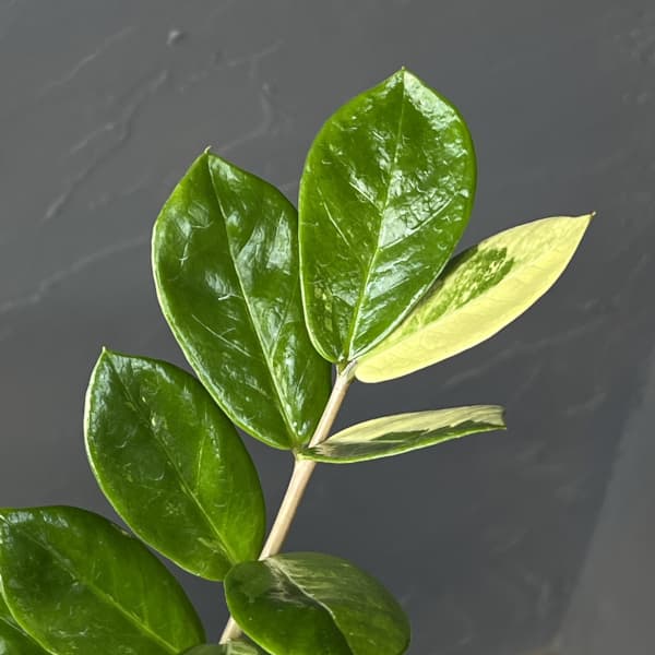 ザミオクルカス：ザミーフォリア（斑入り）　4号26-02