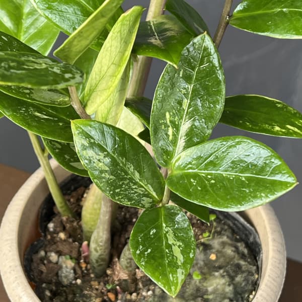 ザミオクルカス：ザミーフォリア（斑入り）　4号26-02