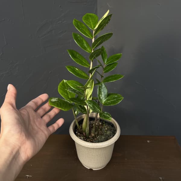 ザミオクルカス：ザミーフォリア（斑入り）　4号26-02