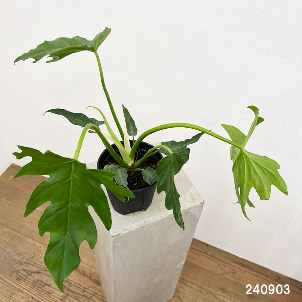 フィロデンドロン：マヨイタヒチ　5号鉢植え