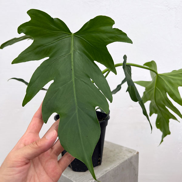 フィロデンドロン：マヨイタヒチ　5号鉢植え