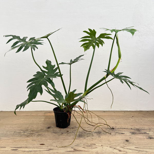 フィロデンドロン:マヨイタヒチ 5号鉢植え