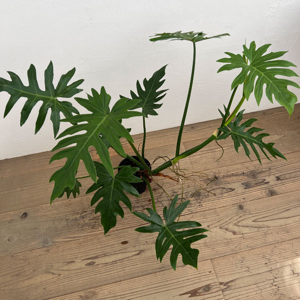 フィロデンドロン:マヨイタヒチ 5号鉢植え