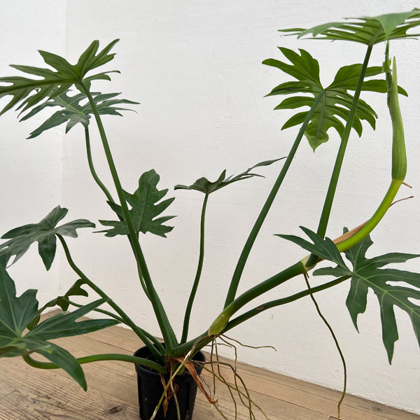 フィロデンドロン:マヨイタヒチ 5号鉢植え