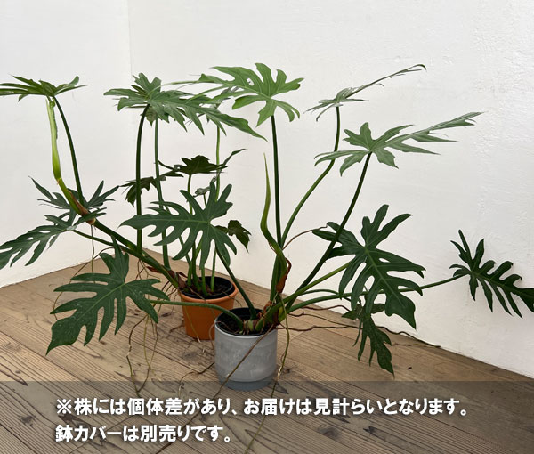 フィロデンドロン:マヨイタヒチ 5号鉢植え