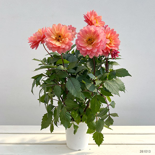 ダリア:ラベラ・グランデ コーラル4号鉢植え