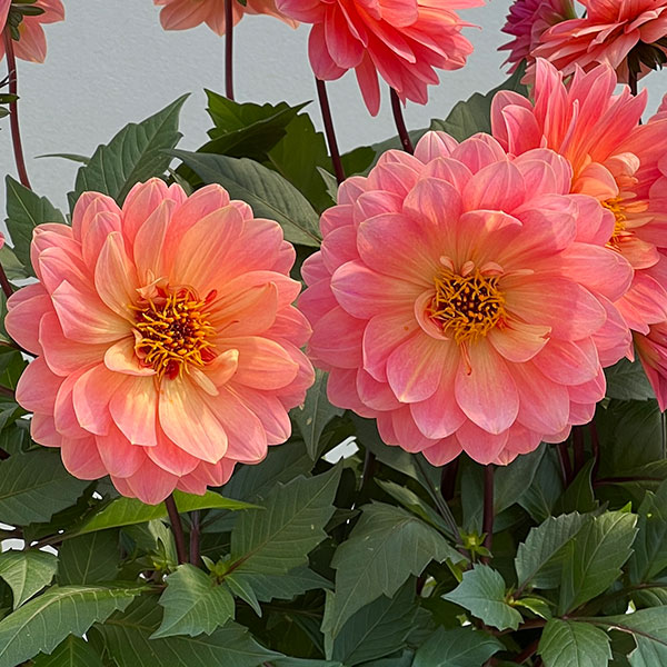 ダリア:ラベラ・グランデ コーラル4号鉢植え