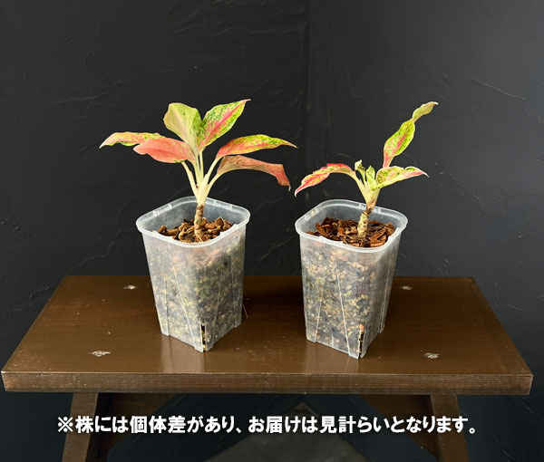 アグラオネマ:クワック サブ 3号ポット