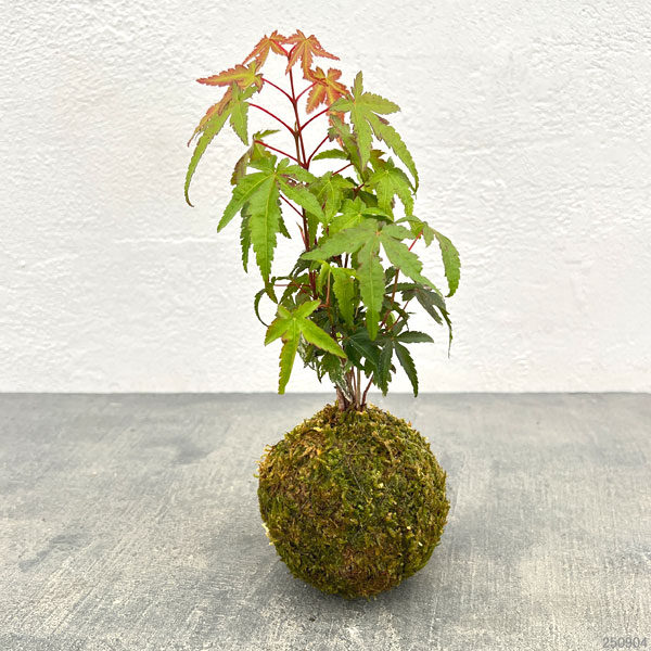 モミジ（カエデ）：イロハモミジの苔玉