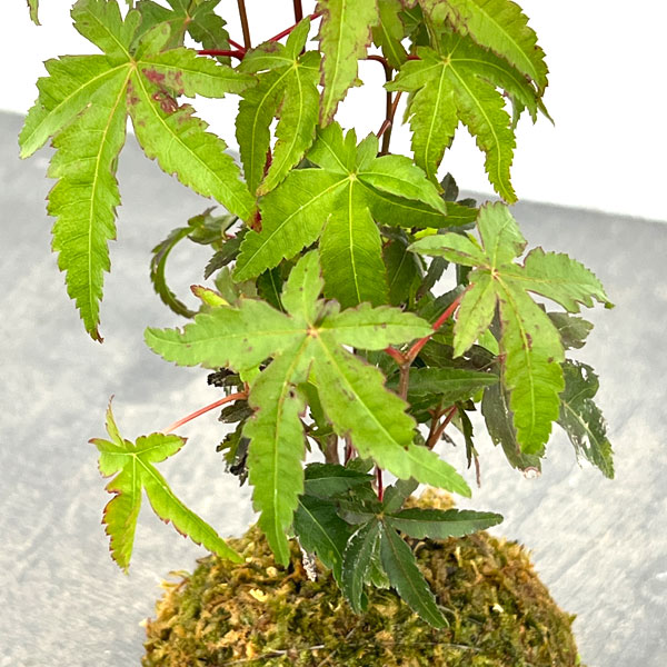 モミジ（カエデ）：イロハモミジの苔玉