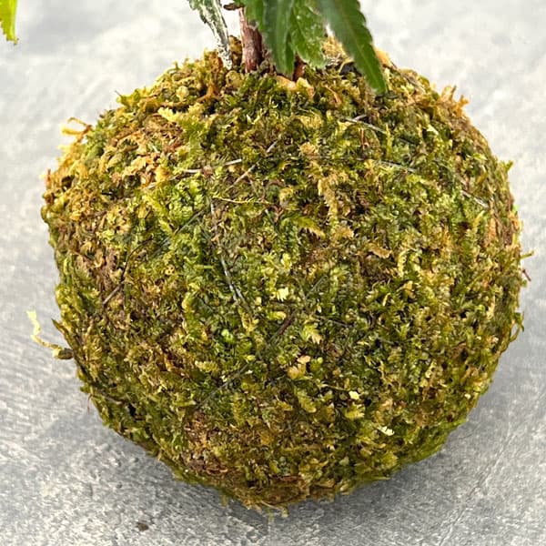 モミジ（カエデ）：イロハモミジの苔玉