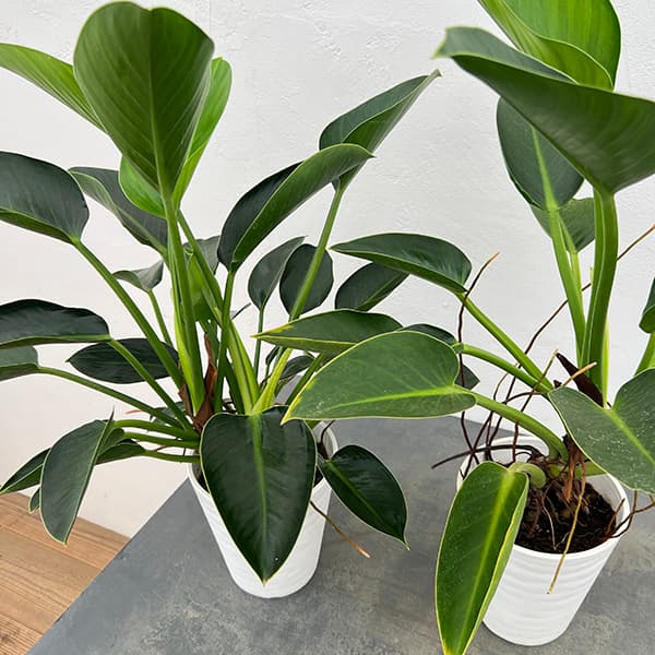 フィロデンドロン:sp(グリーン) 6号鉢植え