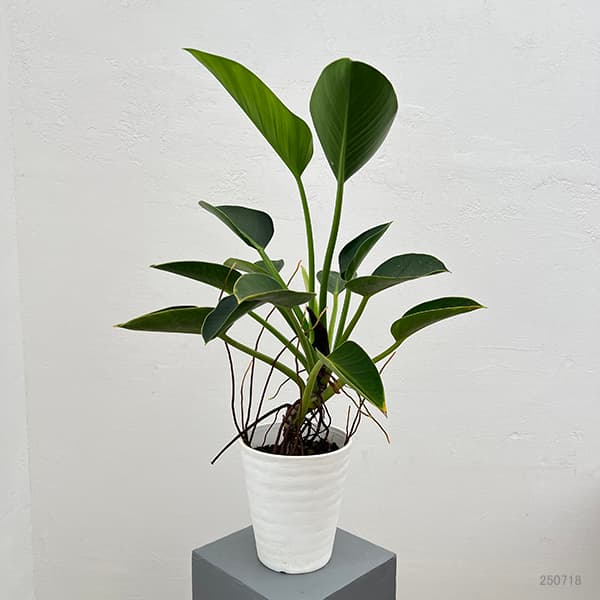 フィロデンドロン:sp(グリーン) 6号鉢植え