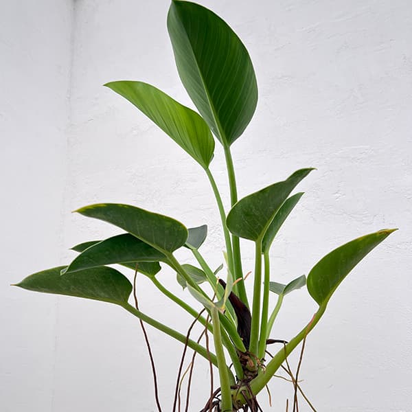 フィロデンドロン:sp(グリーン) 6号鉢植え