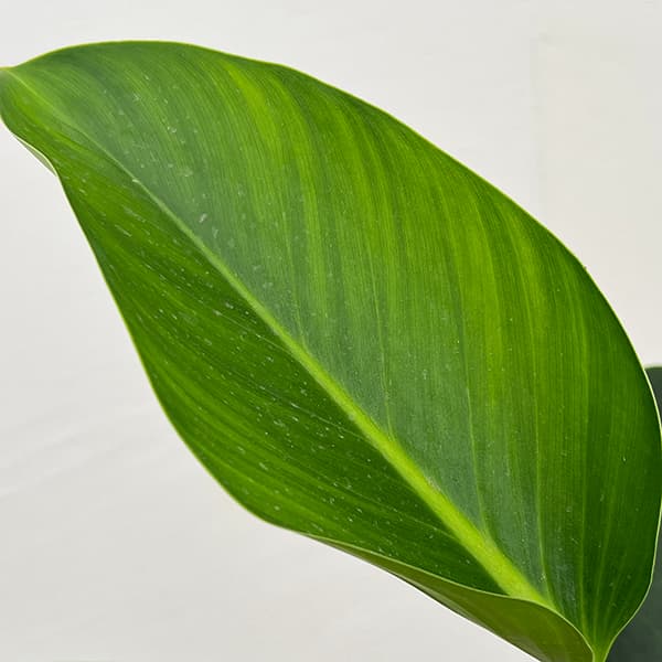 フィロデンドロン:sp(グリーン) 6号鉢植え