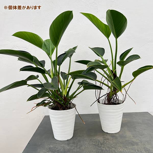 フィロデンドロン:sp(グリーン) 6号鉢植え