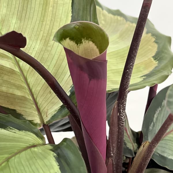 カラテア：アルゲンティア 5号鉢植え