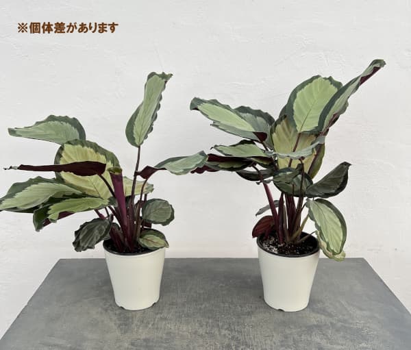 カラテア：アルゲンティア 5号鉢植え