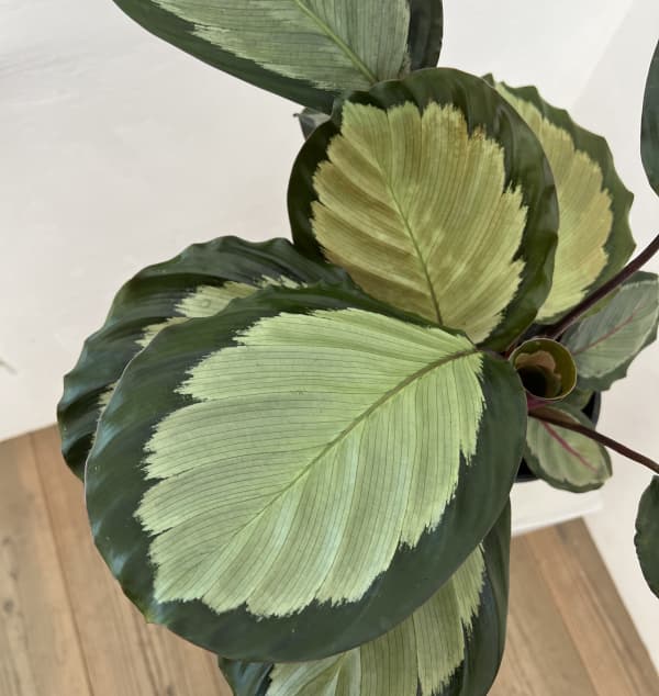 カラテア：アルゲンティア 5号鉢植え