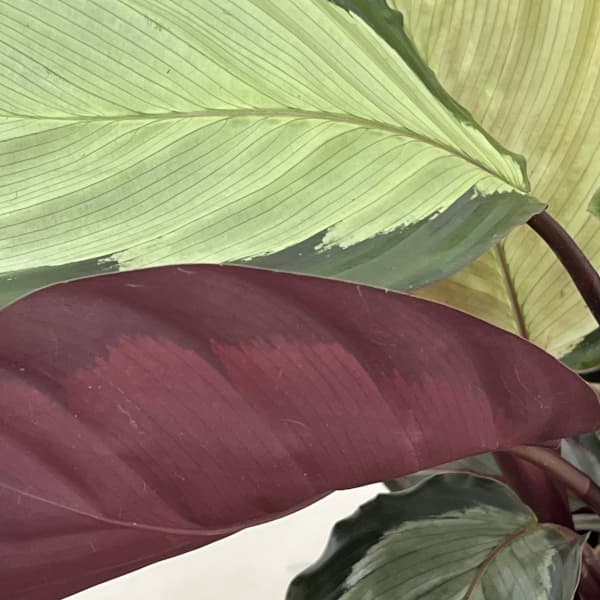 カラテア：アルゲンティア 5号鉢植え