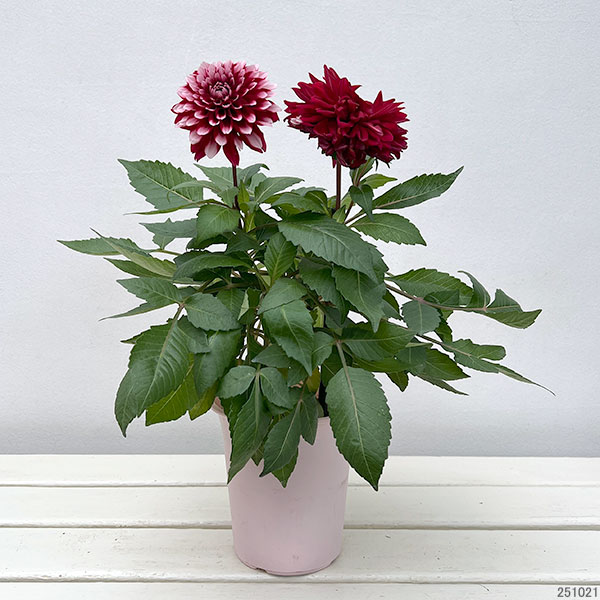 ダリア:ラベラ・グランデ レッドホワイト4号鉢植え