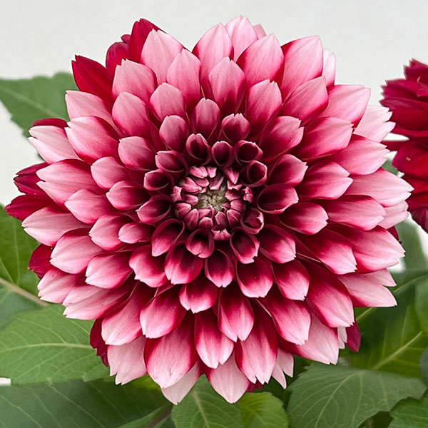 ダリア:ラベラ・グランデ レッドホワイト4号鉢植え