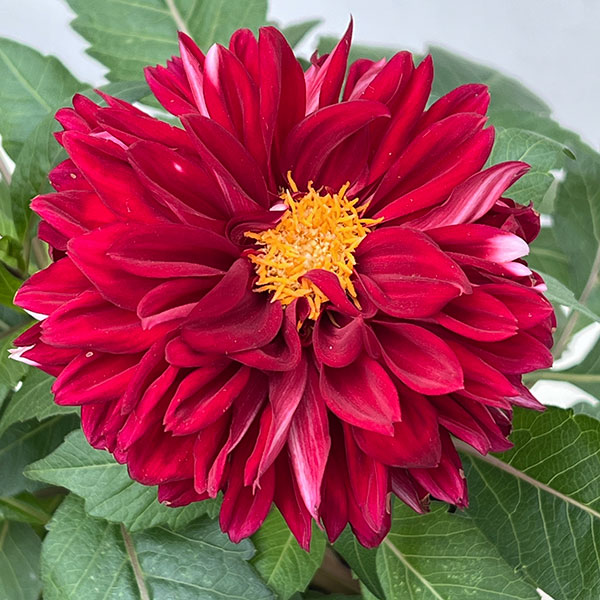 ダリア:ラベラ・グランデ レッドホワイト4号鉢植え