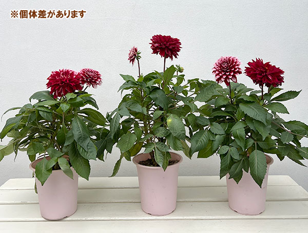 ダリア:ラベラ・グランデ レッドホワイト4号鉢植え