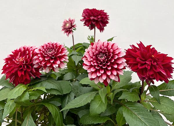 ダリア:ラベラ・グランデ レッドホワイト4号鉢植え