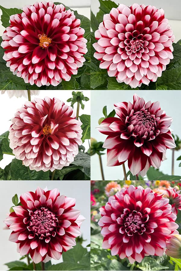 ダリア:ラベラ・グランデ レッドホワイト4号鉢植え