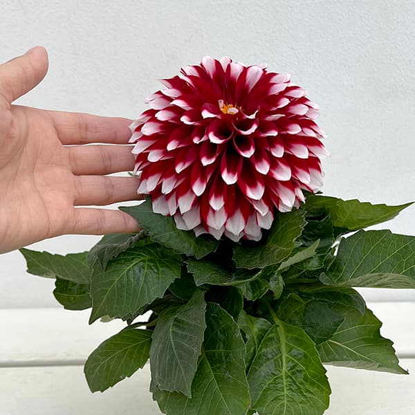 ダリア：ラベラ・グランデ　レッドホワイト4号鉢植え