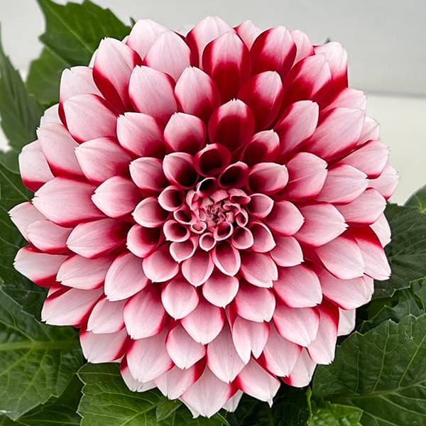 ダリア：ラベラ・グランデ　レッドホワイト4号鉢植え