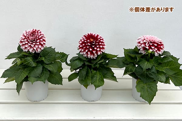 ダリア：ラベラ・グランデ　レッドホワイト4号鉢植え