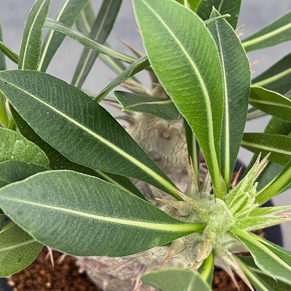 パキポディウム:デンシフローラム 3号鉢植え*