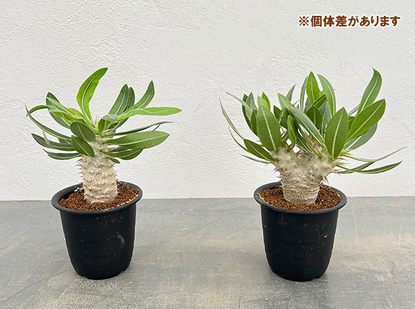 パキポディウム:デンシフローラム 3号鉢植え*