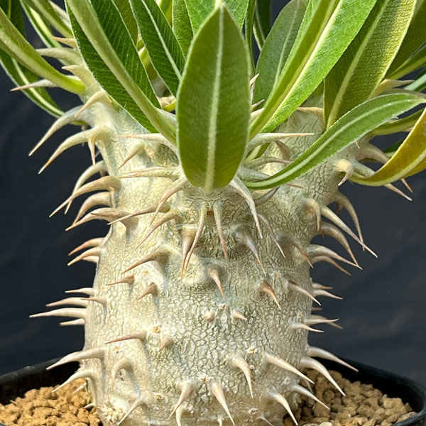 パキポディウム:ホロンベンセ3号鉢植え*