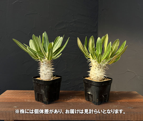 パキポディウム:ホロンベンセ3号鉢植え*