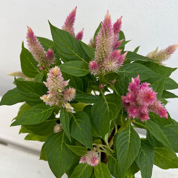 赤　ピンク　ケイトウ　11本+ヘッド1個　　種付き 赤 ピンク ケイトウ 11本+ヘッド1個 種付き 楽天市場】ケイトウ 種（カラー