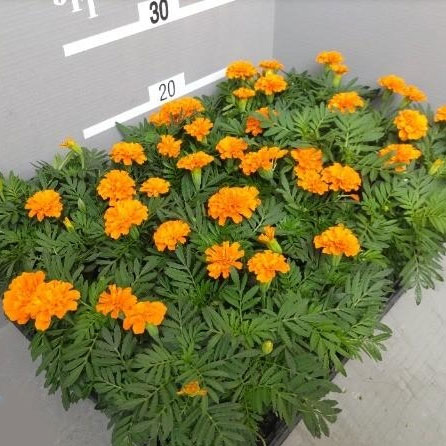 マリーゴールド ：スーパーヒーロー オレンジ3号ポット